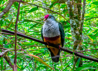Beautiful fruit dove