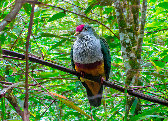 Beautiful fruit dove