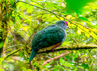 Beautiful fruit dove