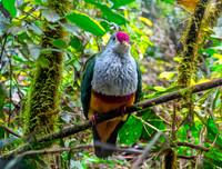 Beautiful fruit dove