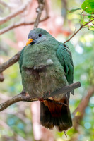 Black chinned fruit dove