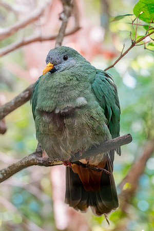 Black chinned fruit dove