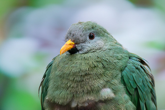 Black chinned fruit dove