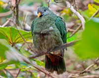 Black chinned fruit dove