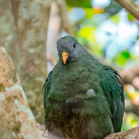 Black chinned fruit dove