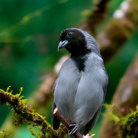 Black faced tanager