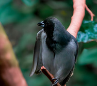 Black faced tanager