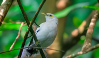 Black winged myna