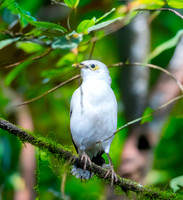 Black winged myna