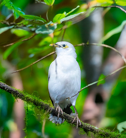 Black winged myna