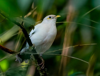 Black winged myna