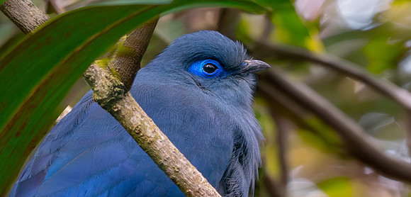 Blue coua