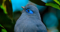 Blue coua