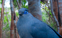 Blue coua
