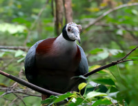 Collared imperial pigeon