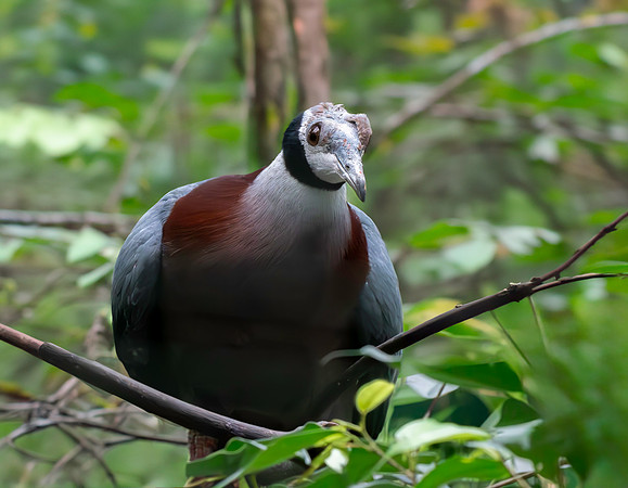 Collared imperial pigeon