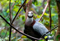 Collared imperial pigeon