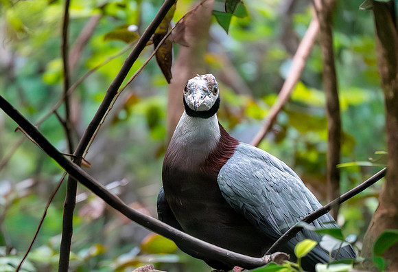 Collared imperial pigeon