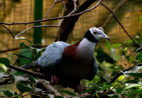 Collared imperial pigeon