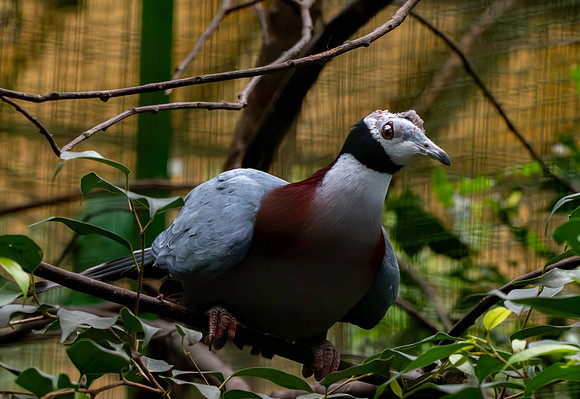 Collared imperial pigeon