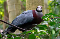 Collared imperial pigeon