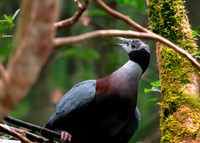 Collared imperial pigeon