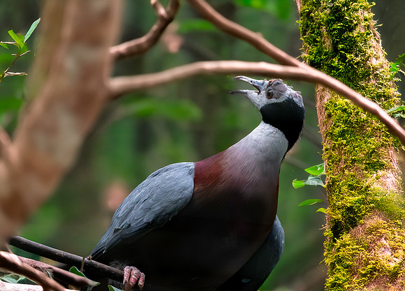Collared imperial pigeon