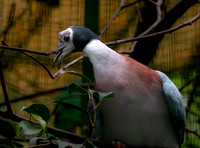 Collared imperial pigeon