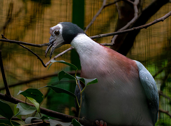 Collared imperial pigeon