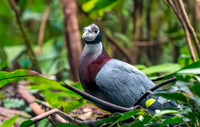 Collared imperial pigeon