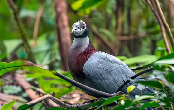 Collared imperial pigeon