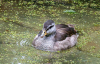 Cotton pygmy goose