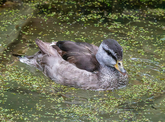 Cotton pygmy goose