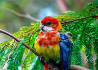 Eastern rosella