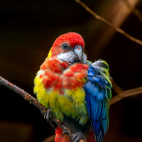 Eastern rosella