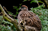 Erckel's francolin