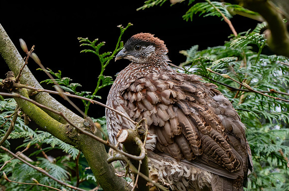 Erckel's francolin