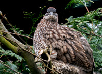 Erckel's francolin