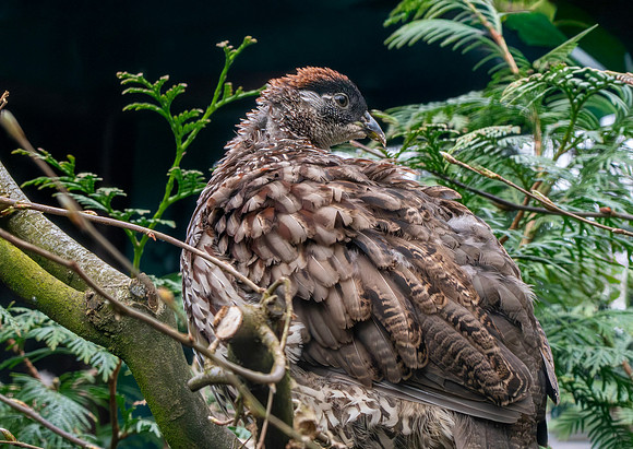 Erckel's francolin