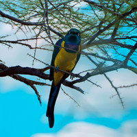 Golden breasted starling