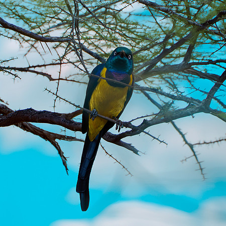 Golden breasted starling