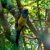 Golden breasted starling