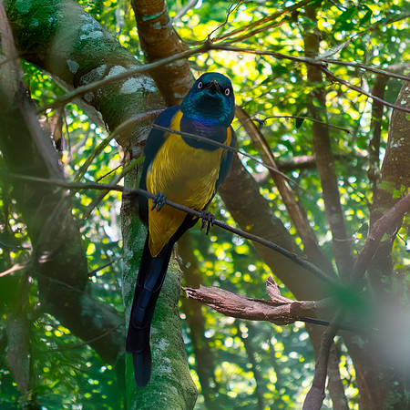 Golden breasted starling