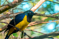 Golden breasted starling