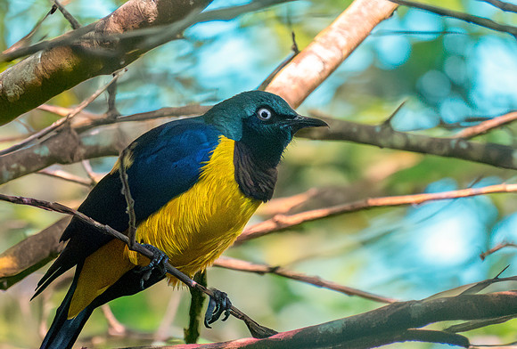 Golden breasted starling