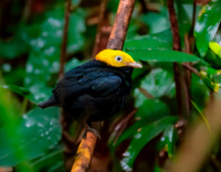 Golden headed manakin