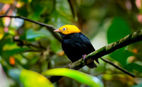 Golden headed manakin