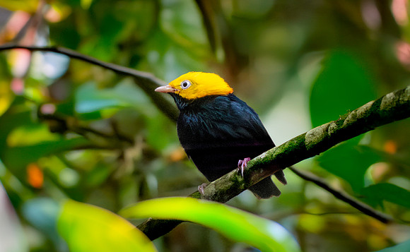 Golden headed manakin