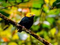 Golden headed manakin