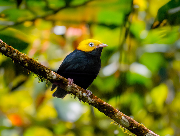 Golden headed manakin